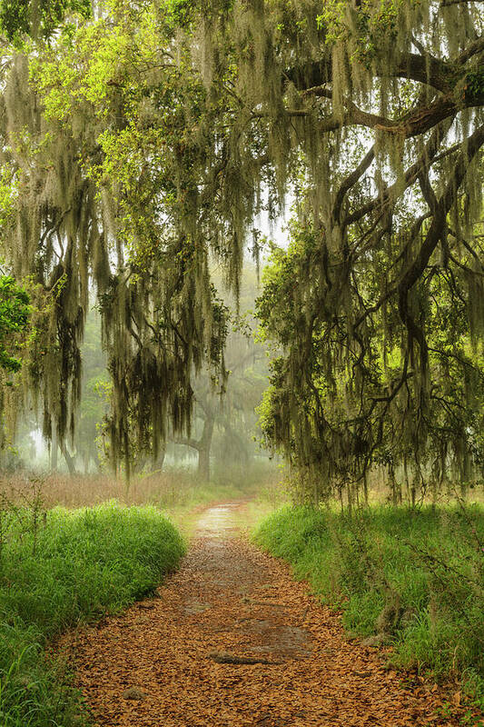 Adam Jones Poster featuring the photograph Footpath Beneath Live Oaks Draped #3 by Adam Jones