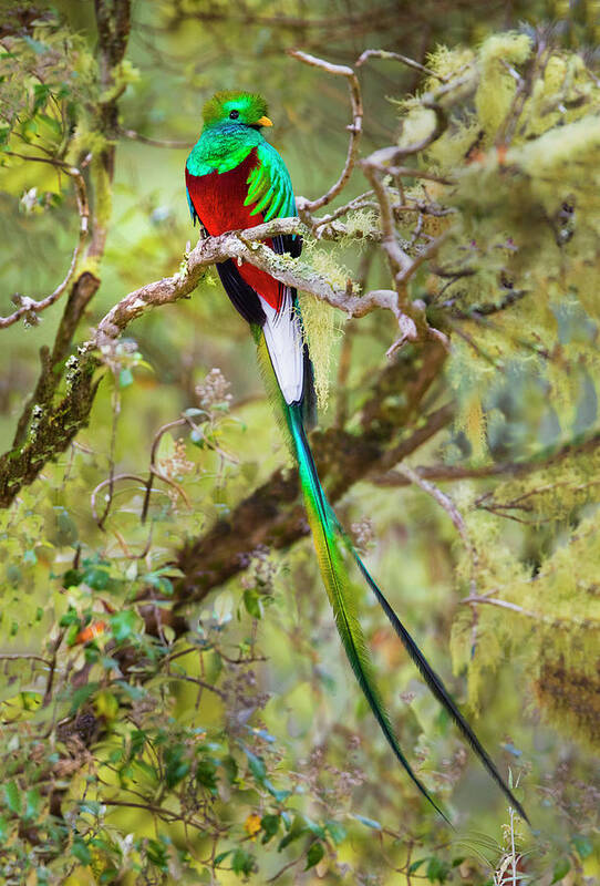 Photography Poster featuring the photograph Resplendent Quetzal Pharomachrus #3 by Panoramic Images
