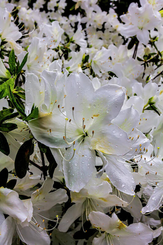 Spring Flowers And Raindrops Poster featuring the photograph Spring Flowers and Raindrops #3 by Robert Ullmann