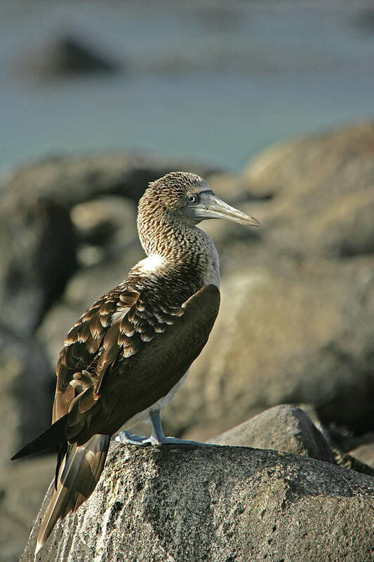 Animal Poster featuring the digital art Blue-footed Booby (sula Nebouxii), Galapagos Islands, Ecuador #4 by David Fettes