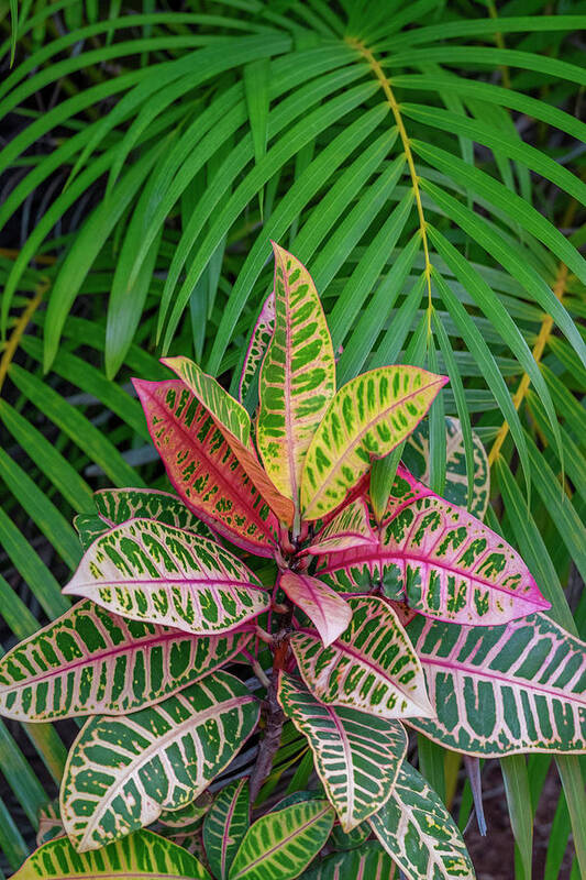 Croton Poster featuring the photograph Palm Fronds And Croton Plants #4 by Lisa S. Engelbrecht