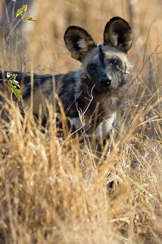 Africa Poster featuring the photograph Wild Dog (lycaon Pictus). Hoedspruit #5 by Roger De La Harpe