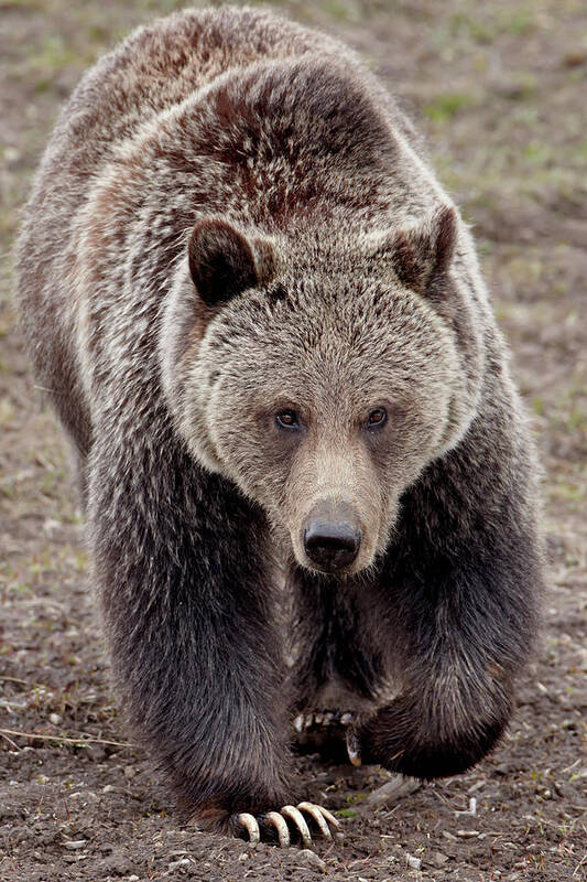 Grizzly Bear (ursus Arctos Horribilis) Poster featuring the photograph 764-2763 by Robert Harding Picture Library