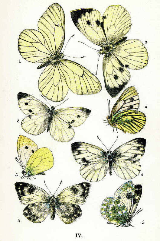 White Background Poster featuring the digital art Butterflies #8 by Duncan1890