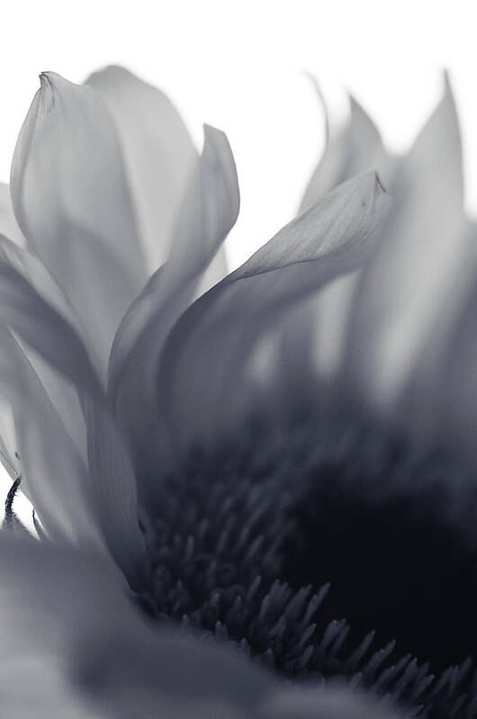 Blue Grey Flower Poster featuring the photograph A Good Thing by Michelle Wermuth
