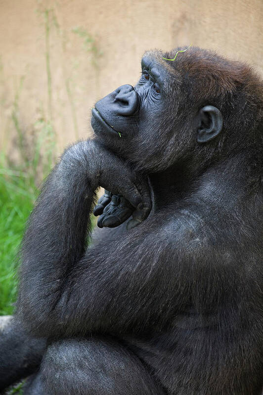 Three Quarter Length Poster featuring the photograph A Gorilla Sits In A Thinking Position by Michael Interisano / Design Pics