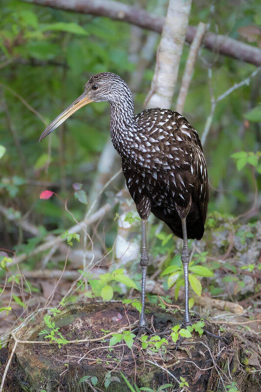 Camouflage Poster featuring the photograph A Limpkin Along A Creek In South Florida by Larry Richardson