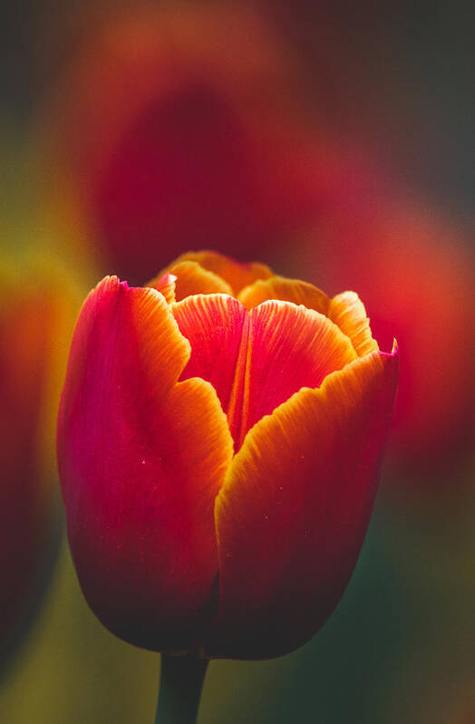 Shining Poster featuring the photograph A Shining Tulip by Andrey Kotov