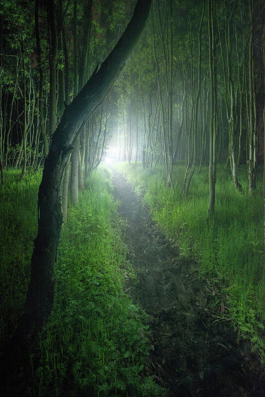 Adventure Poster featuring the photograph A Small Cattle Path Cuts Through A Little Forest, Eerily Light A by Cavan Images