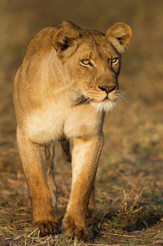 Sebastian Kennerknecht Poster featuring the photograph African Lioness Stalking by Sebastian Kennerknecht