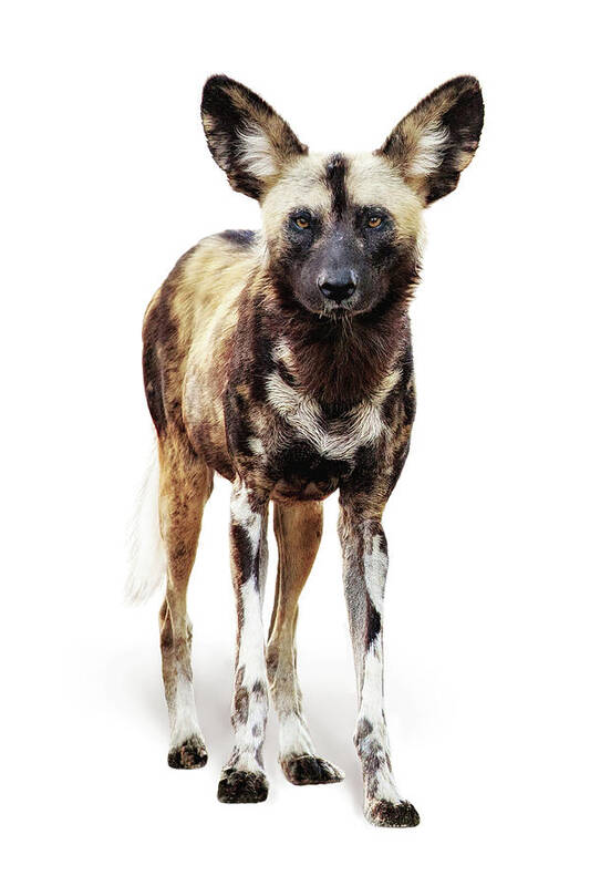Wild Dog Poster featuring the photograph African Wild Dog Named Ginger by Good Focused