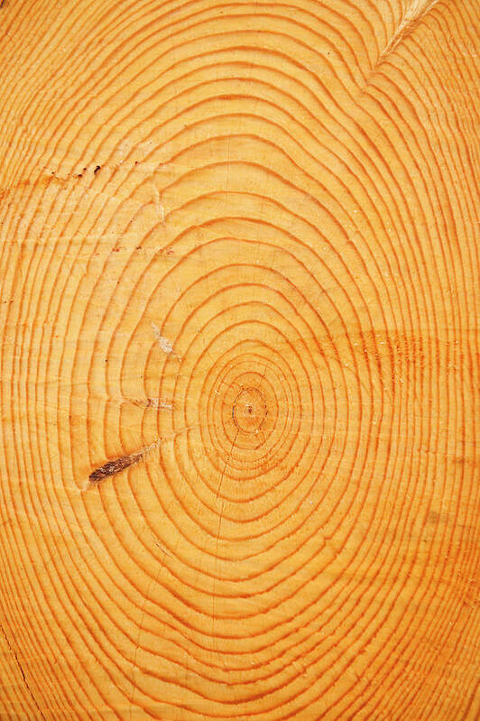 Aging Process Poster featuring the photograph Age Rings In A Hardwood Tree Trunk by Tom Grill