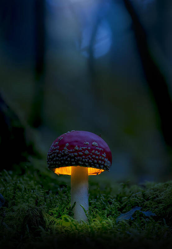 Bokeh Poster featuring the photograph Amanita Muscaria 01 by Karim Qubadi