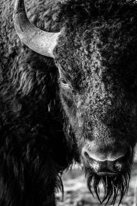 Bison Poster featuring the photograph American Bison by Philip Rodgers