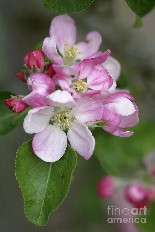 Malus X Domestica Poster featuring the photograph Apple Blossom (malus X Domestica) by Dr Keith Wheeler/science Photo Library