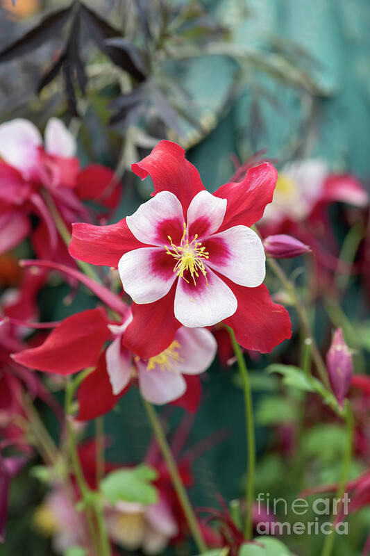 Aquilegia Swan Red And White Poster featuring the photograph Aquilegia Swan Red and White Flower by Tim Gainey