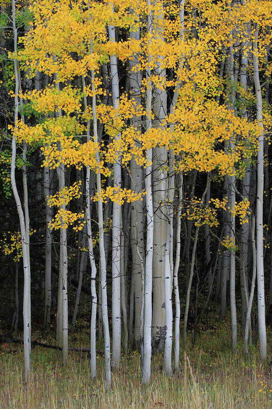 San Juan Mountains Poster featuring the photograph Aspen Grove In Autumn by Kencanning