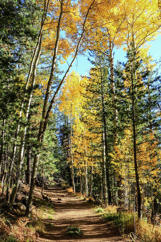 Arizona Poster featuring the photograph Aspen Trail by Dawn Richards