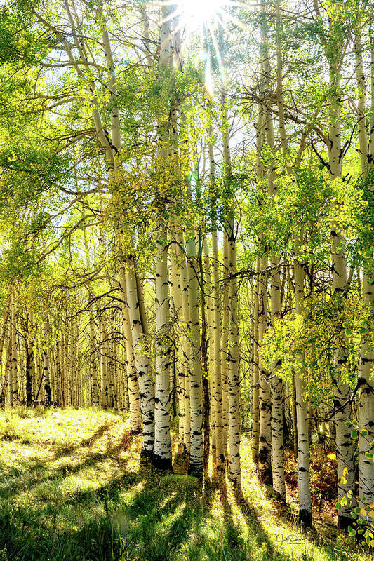 Aspens Poster featuring the photograph Aspen Trees in the Sun by Judi Dressler