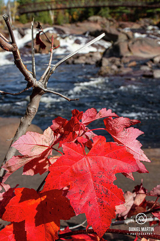 Red Poster featuring the photograph Autumn Red by Daniel Martin