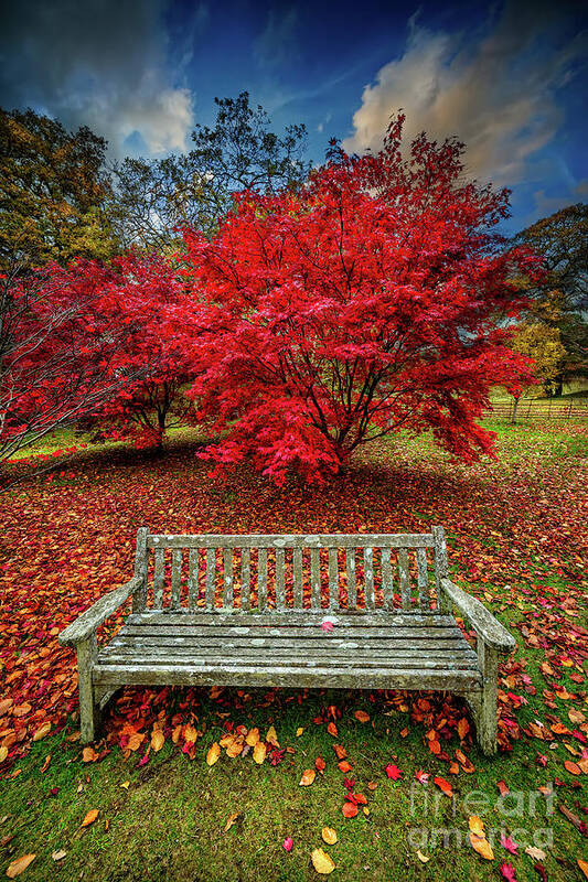 Autumn Poster featuring the photograph Autumn Splendour by Adrian Evans