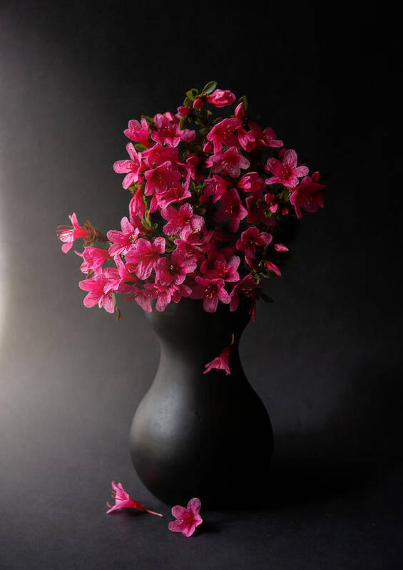 Azalea Poster featuring the photograph Azalea by Ludmila Shumilova