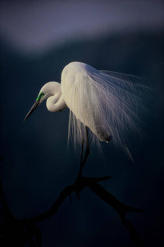 Egret Poster featuring the photograph Beautiful Ornament Feathers by Takafumi Yamashita
