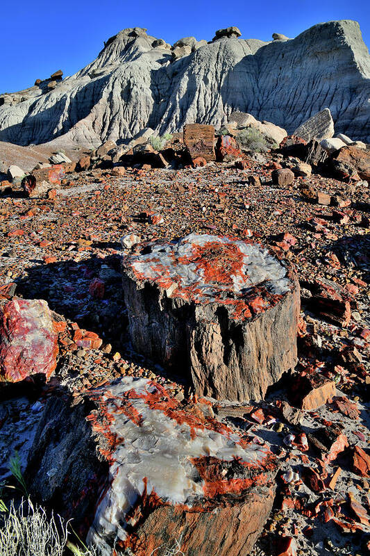 Petrified Forest National Park Poster featuring the photograph Beautiful Stumps of Petrified Wood in Jasper Forest by Ray Mathis