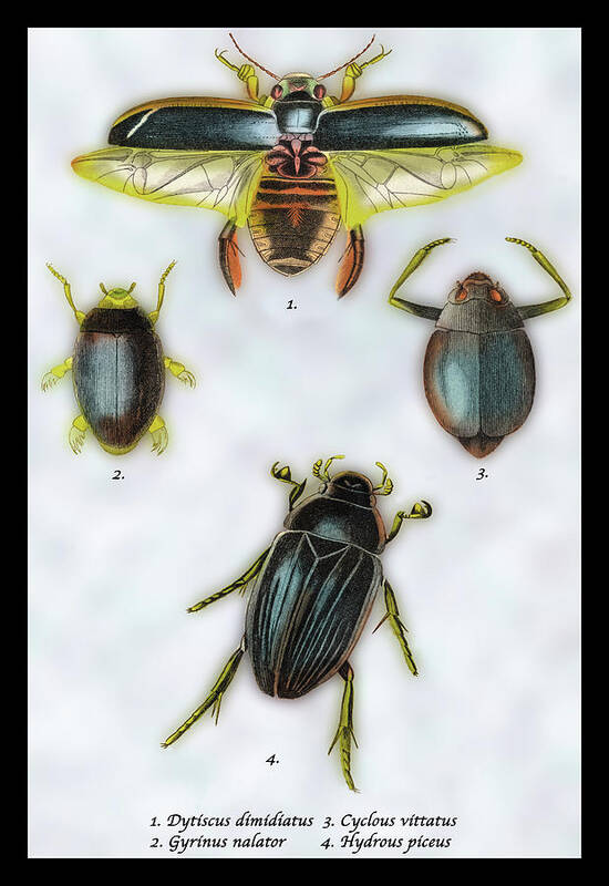 Beetle Poster featuring the painting Beetles: Dytiscus Dimidiatus, Gyrinus Nalator et al. #1 by William Home Lizars