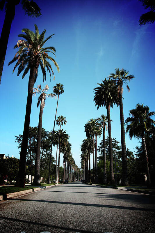 Beverly Hills Poster featuring the photograph Beverly Hills Palm Trees With Blue Skys by Lpettet