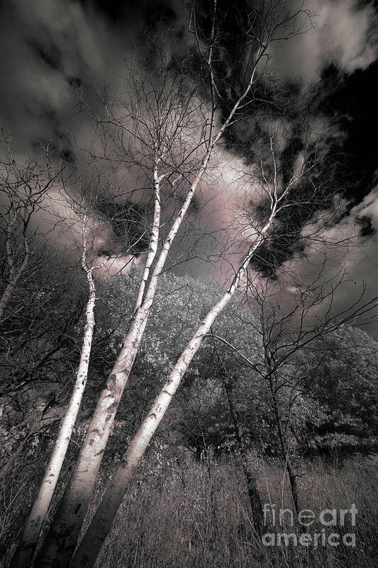 Atmospheric Phenomenon Poster featuring the photograph Birch Trees by Bill Frische