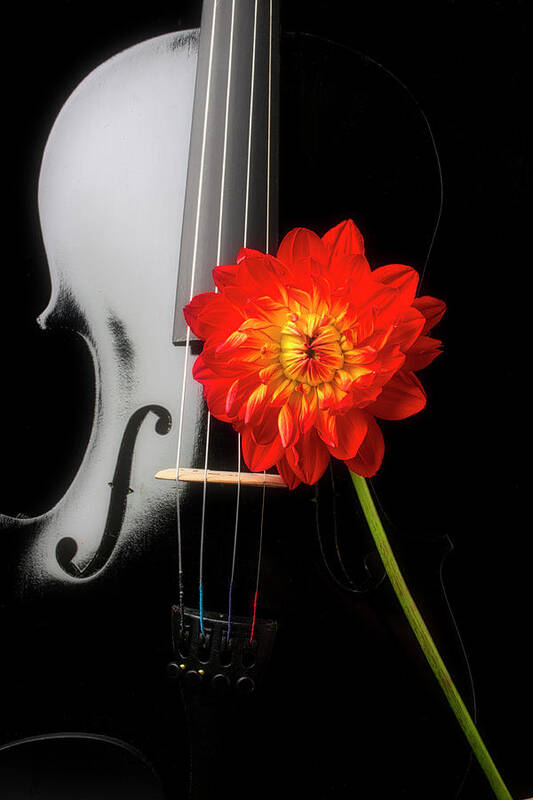 Violin Poster featuring the photograph Black Violin And Red Dahlia by Garry Gay