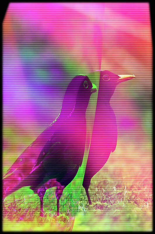 Glitch Poster featuring the digital art Blackbird trippy Glitch Art by Matthias Hauser