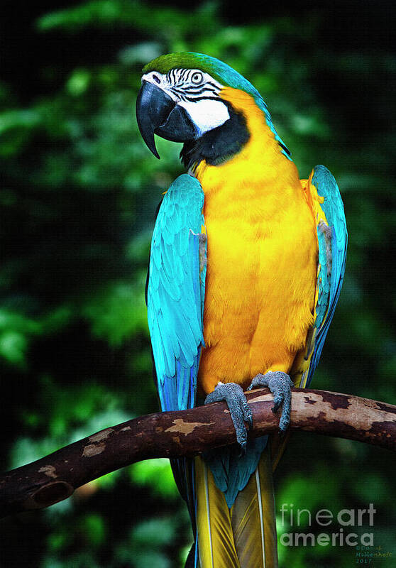 Blue And Gold Macaw Poster featuring the photograph Blue and Gold Macaw by David Millenheft