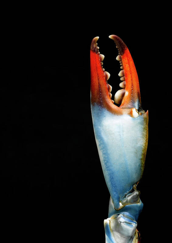 Animal Themes Poster featuring the photograph Blue Crab Claw, Detail by Jeffrey Hamilton