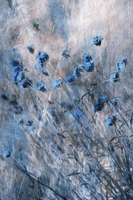 Blue Poster featuring the photograph Blue Flowers by Delphine Devos