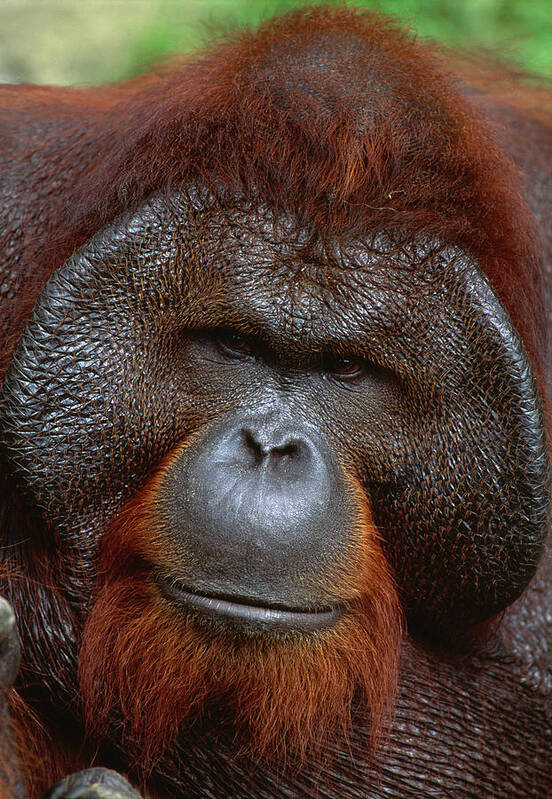 Animal Poster featuring the photograph Bornean Orangutan Head Detail Pongo by Nhpa