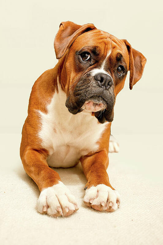 Pets Poster featuring the photograph Boxer Dog On Ivory Backdrop by Danny Beattie Photography