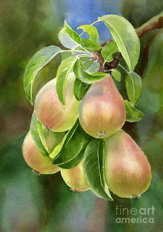Pears Poster featuring the painting Branch of Bronze Pears by Sharon Freeman