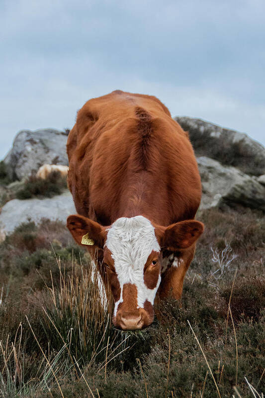 Animal Poster featuring the photograph Brown and white cow at Baslow Edge by Scott Lyons