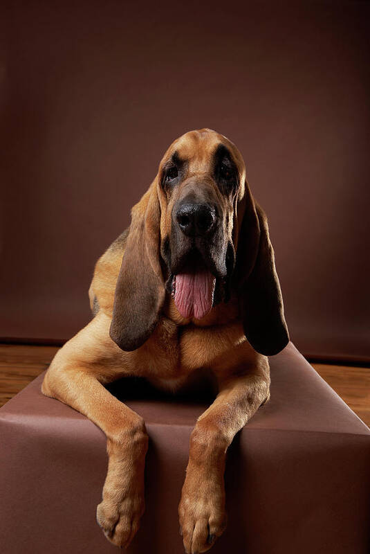 Pets Poster featuring the photograph Brown Bloodhound Dog Lying On Bench by Chris Amaral