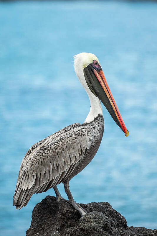Animals Poster featuring the photograph Brown Pelican In Isabela Island by Tui De Roy