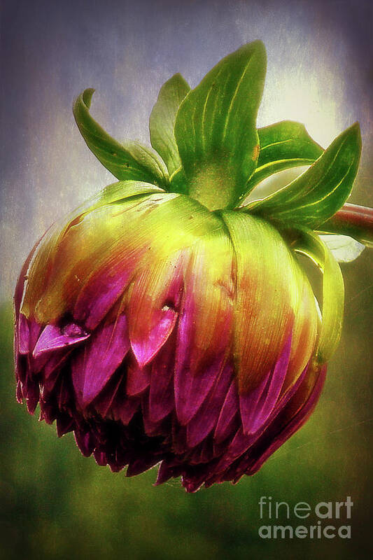 Toronto Poster featuring the photograph Budding Dahlia by Lenore Locken