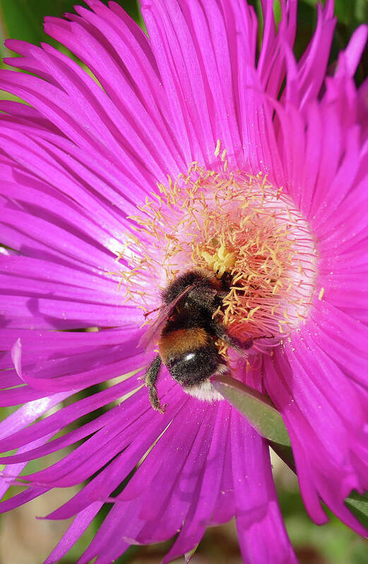 Bumblebee Poster featuring the photograph Bumblebee collecting pollen from ice plant by Steve Estvanik