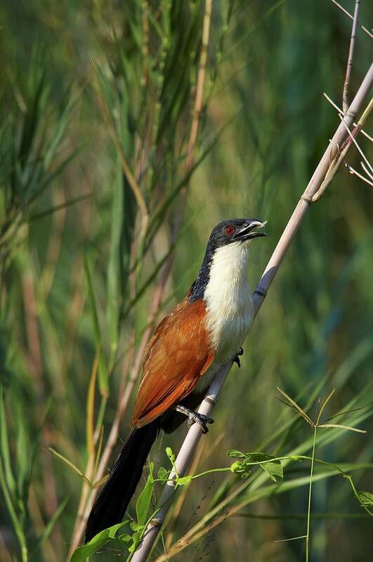 Africa Poster featuring the photograph Burchell's Coucal (centropus by Roger De La Harpe