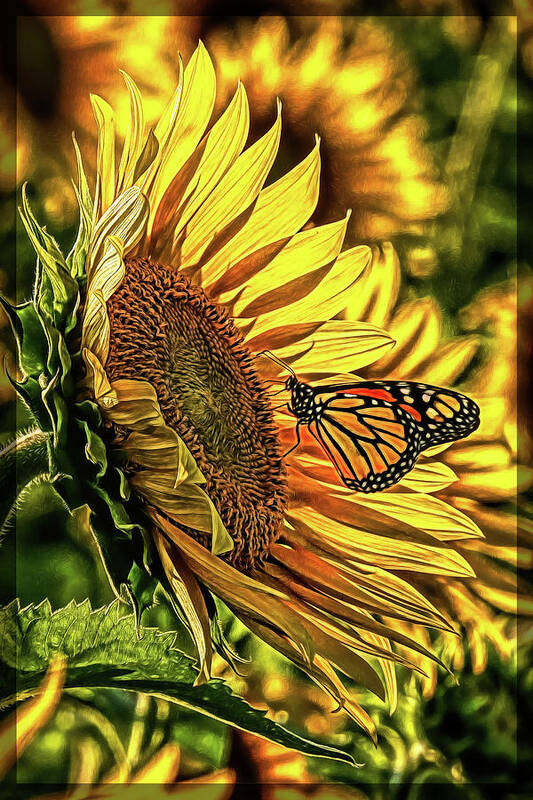 Marias Field Of Hope Poster featuring the digital art Butterfly and Sunflower at Maria's Field of Hope by Mark Madere