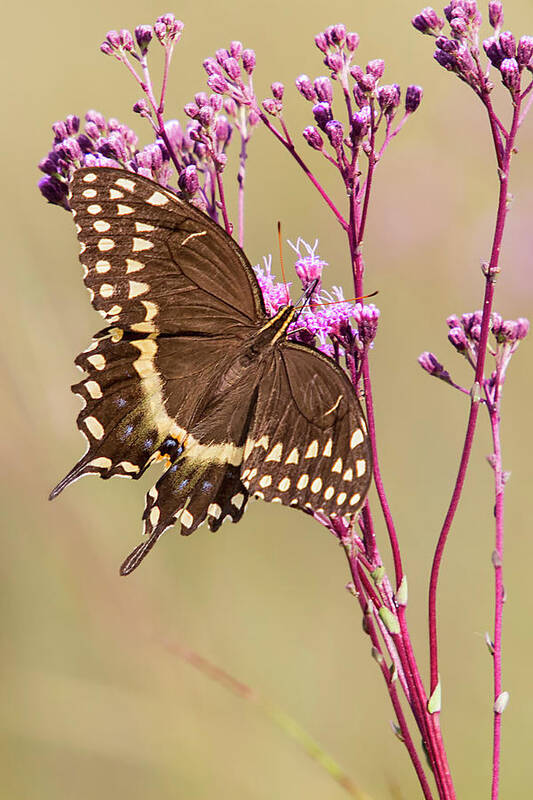 Butterfly Poster featuring the photograph Black Swalowtail Butterfly in the Croatan National Forest by Bob Decker