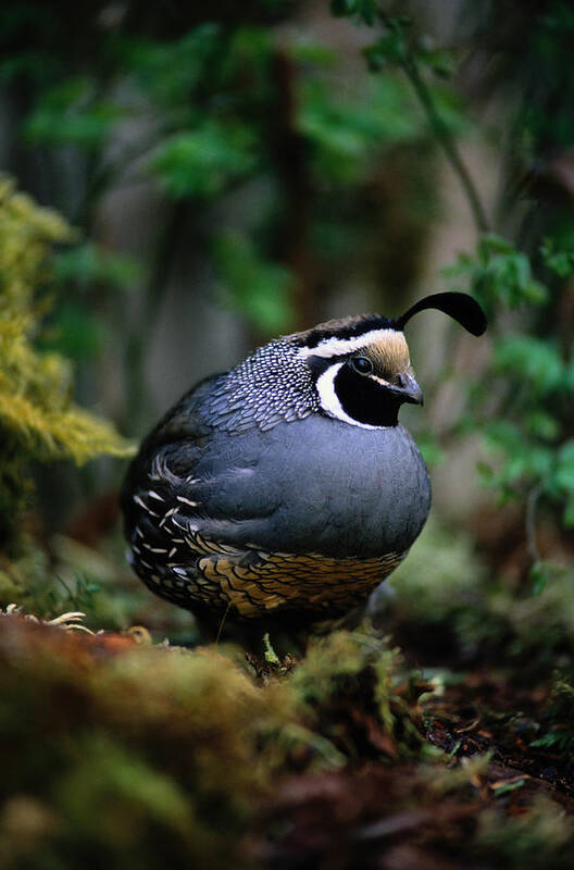 California Quail Poster featuring the photograph California Quail Callipepla Californica by Art Wolfe