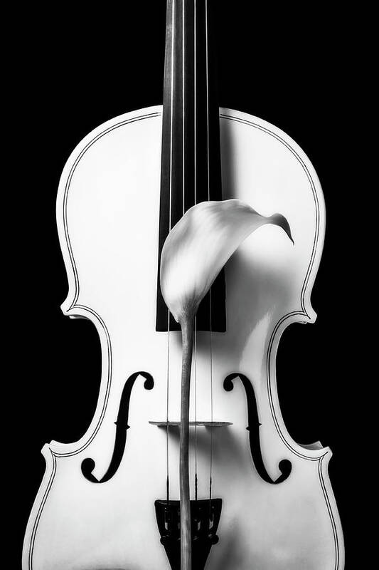 Violin Poster featuring the photograph Calla Lily And White Violin In Black And White by Garry Gay