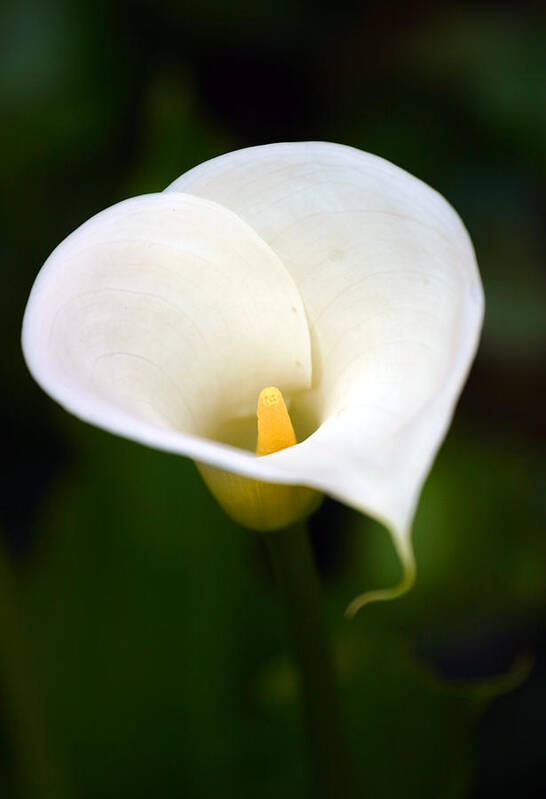 Flower Poster featuring the photograph Calla Lily by Anthony Jones